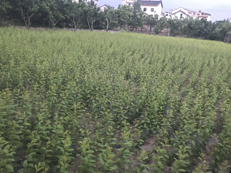 脆红/半边红/晚熟青脆/五月脆成活率高提供技术指导