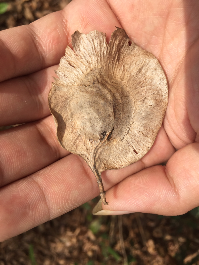 紫檀树印度紫檀风景树