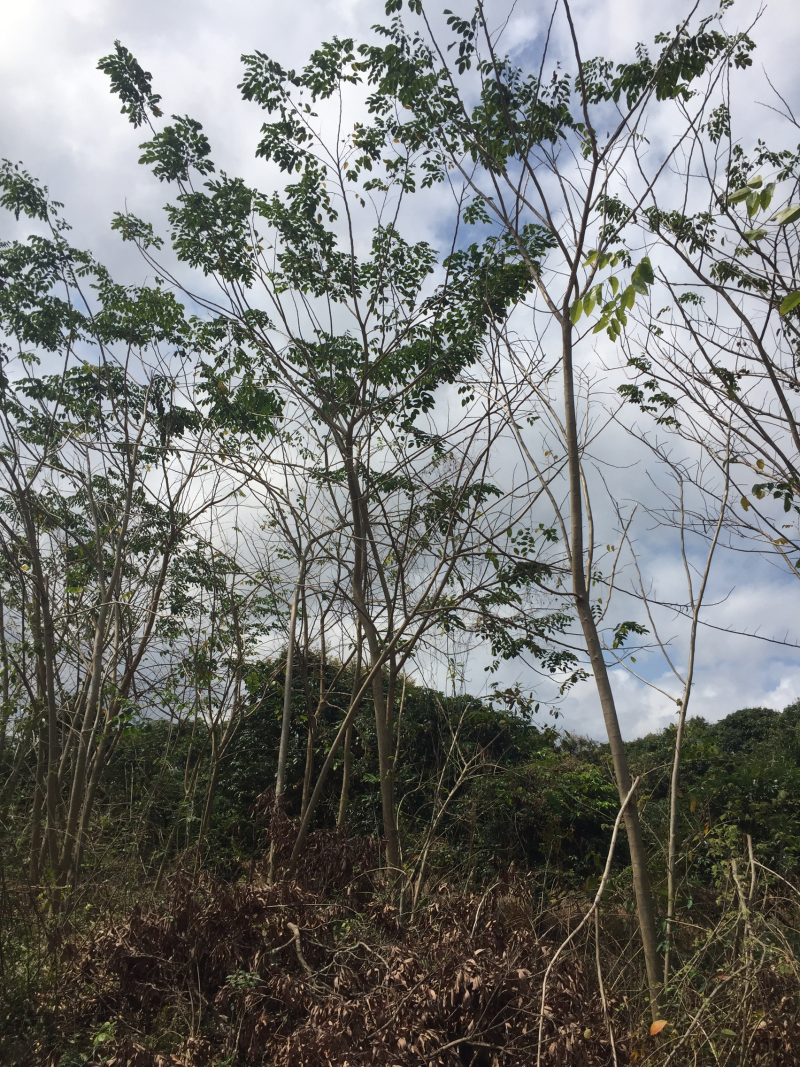 紫檀树印度紫檀风景树