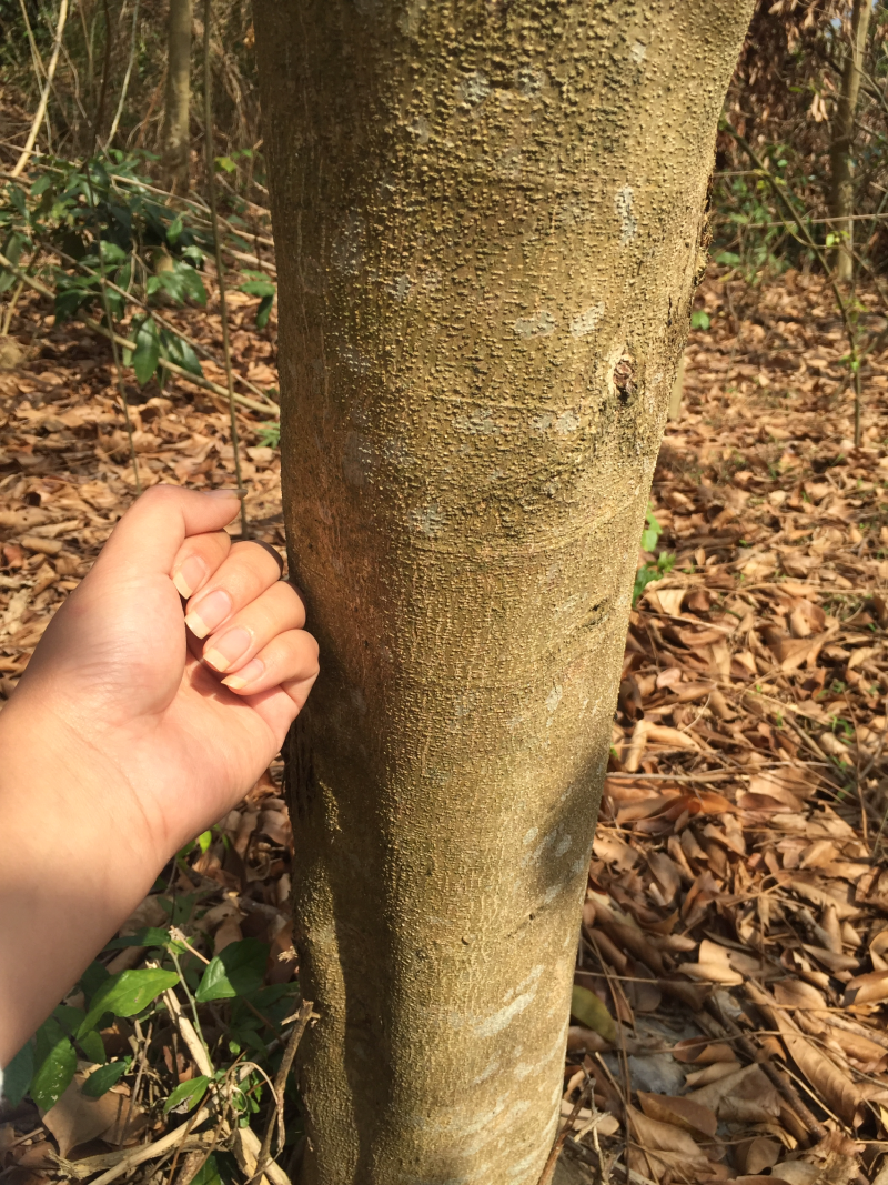 紫檀树印度紫檀风景树