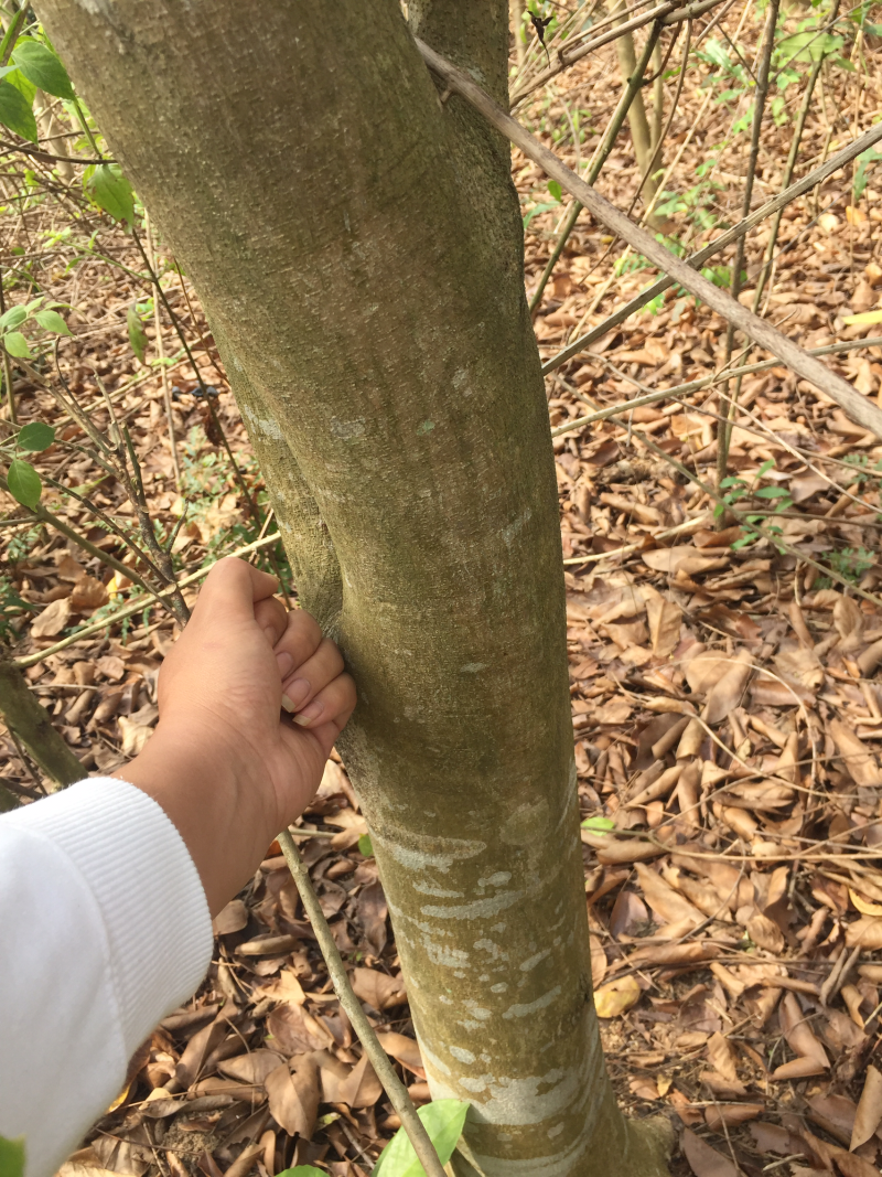 紫檀树印度紫檀风景树