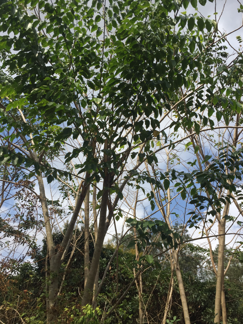紫檀树印度紫檀风景树