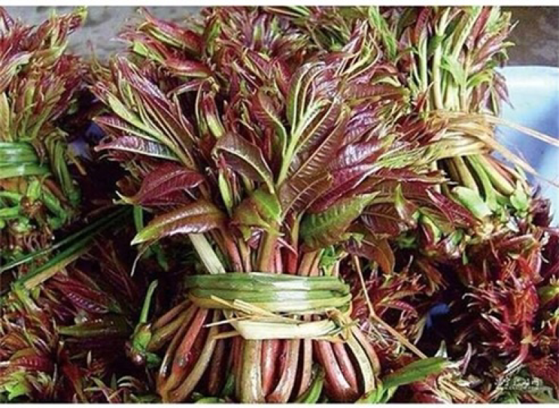 香椿种子芽苗菜红椿红香椿香椿树盆栽四季播红油香椿种子包邮