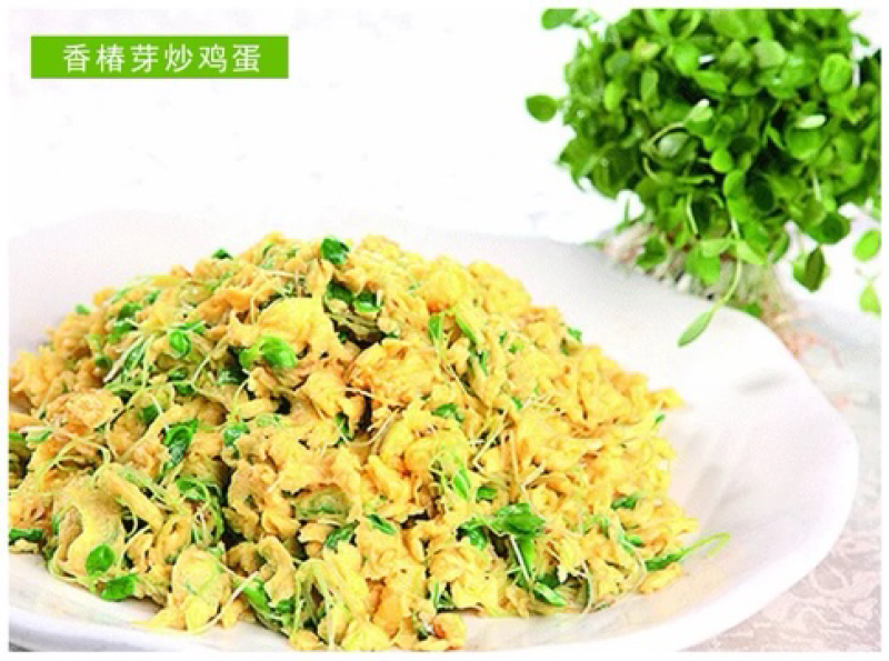 香椿种子芽苗菜红椿红香椿香椿树盆栽四季播红油香椿种子包邮