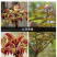 香椿种子芽苗菜红椿红香椿香椿树盆栽四季播红油香椿种子包邮