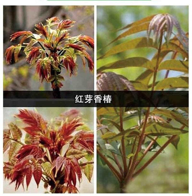 香椿种子芽苗菜红椿红香椿香椿树盆栽四季播红油香椿种子包邮
