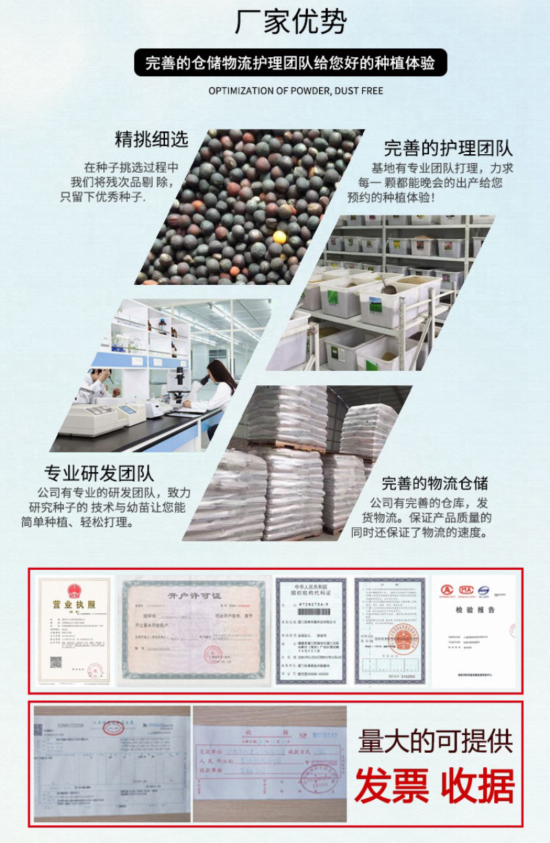 香椿种子芽苗菜红椿红香椿香椿树盆栽四季播红油香椿种子包邮