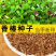 香椿种子芽苗菜红椿红香椿香椿树盆栽四季播红油香椿种子包邮