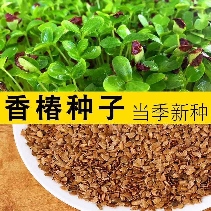 香椿种子芽苗菜红椿红香椿香椿树盆栽四季播红油香椿种子包邮