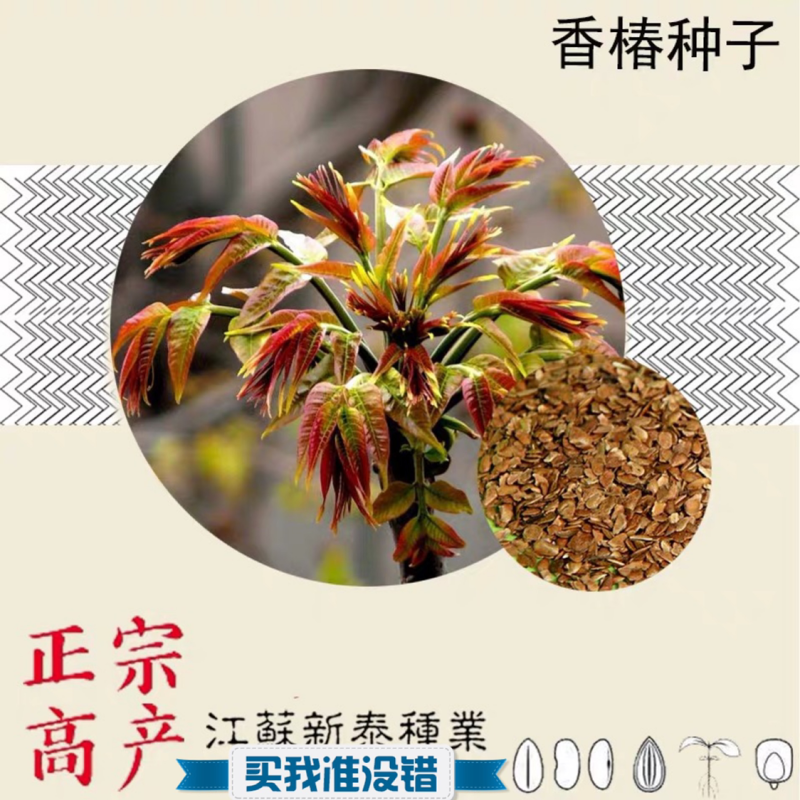 香椿种子芽苗菜红椿红香椿香椿树盆栽四季播红油香椿种子包邮