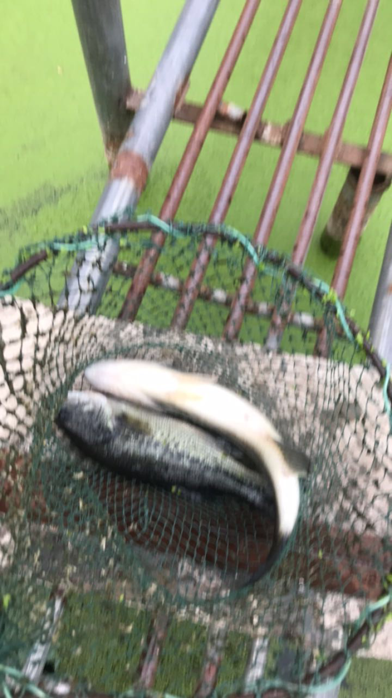 鲈鱼e