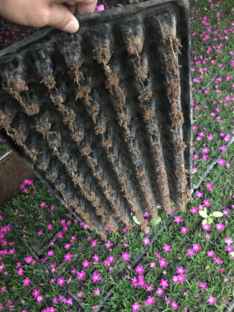 欧石竹穴盘苗