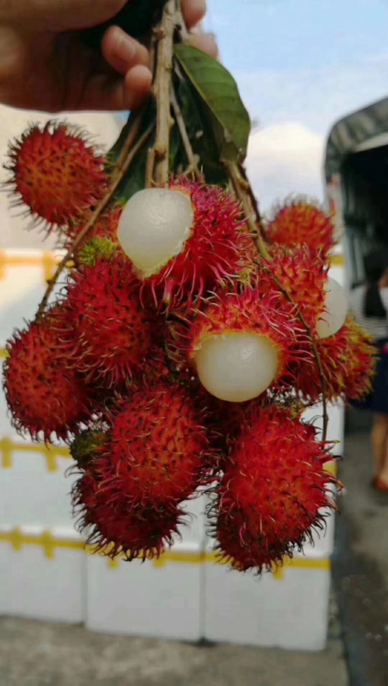 ～新鲜～活动（越南红毛丹）净果5斤装，42块，包邮，东三
