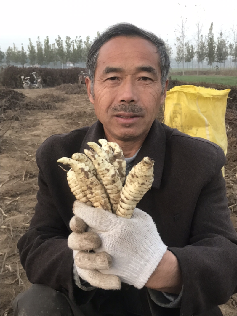 地参虫草参泽兰根干地参可视频看货