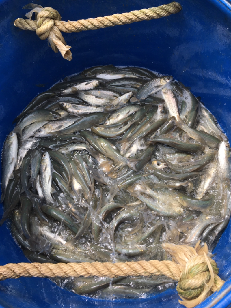 鲤鱼苗