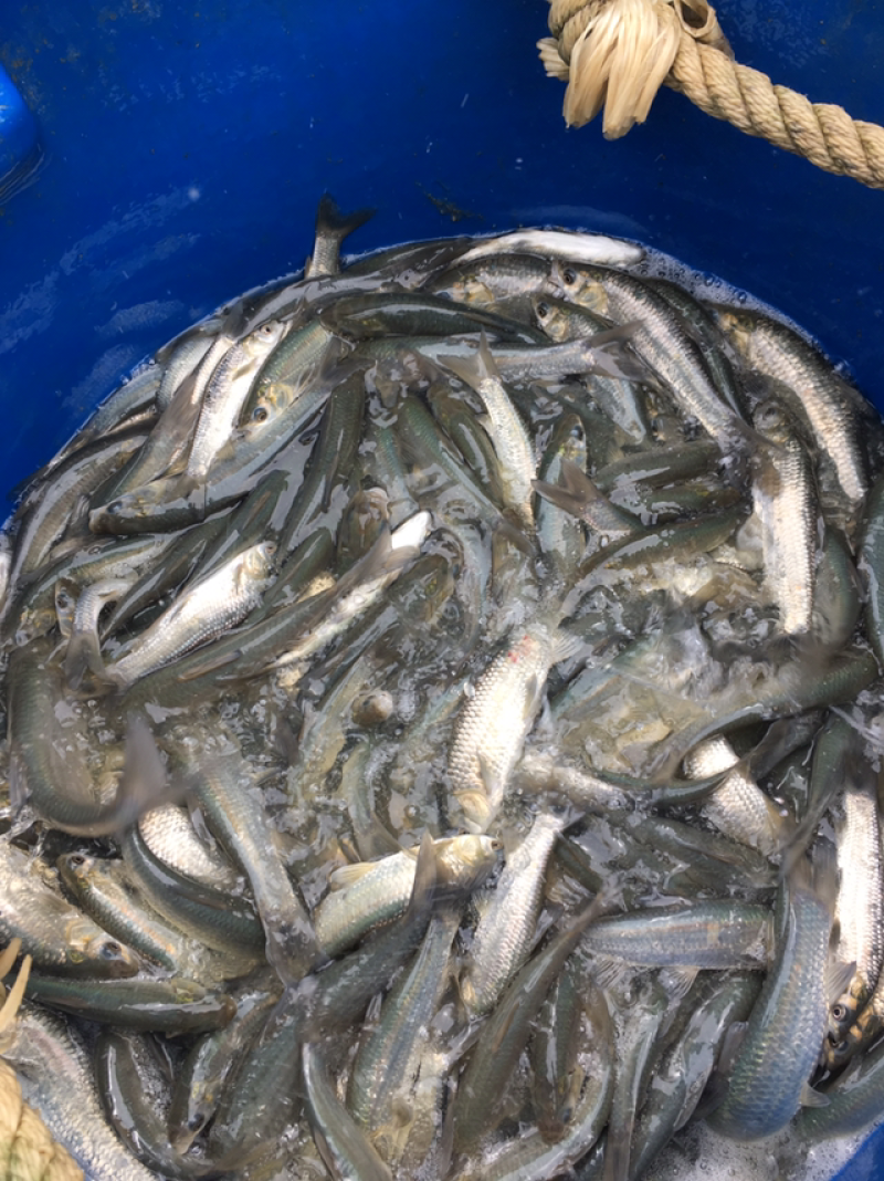 鲤鱼苗