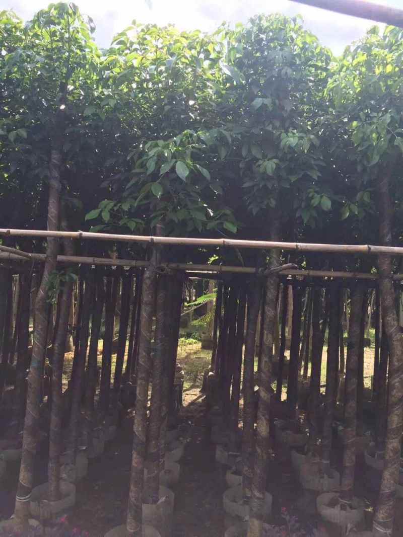 5公分秋枫。