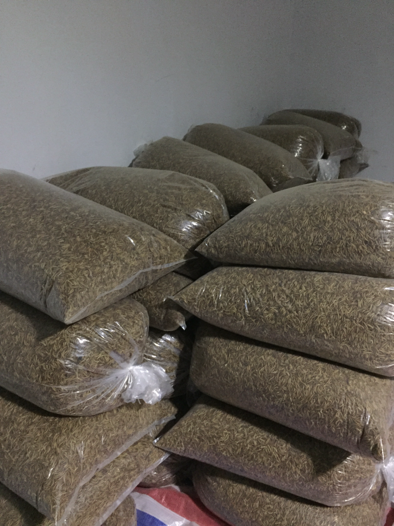 黄粉虫干专业批发