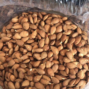 供应优质毛桃种子、手检种子、颗颗饱满，一斤900粒左右