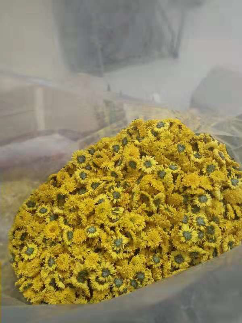 漂亮的婺源皇菊茶