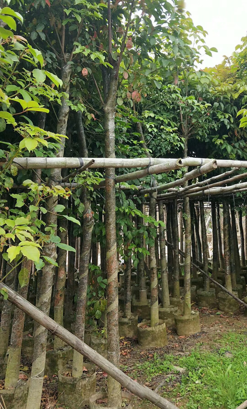 8分秋枫袋苗。