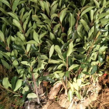 冬青苗10～20cm
