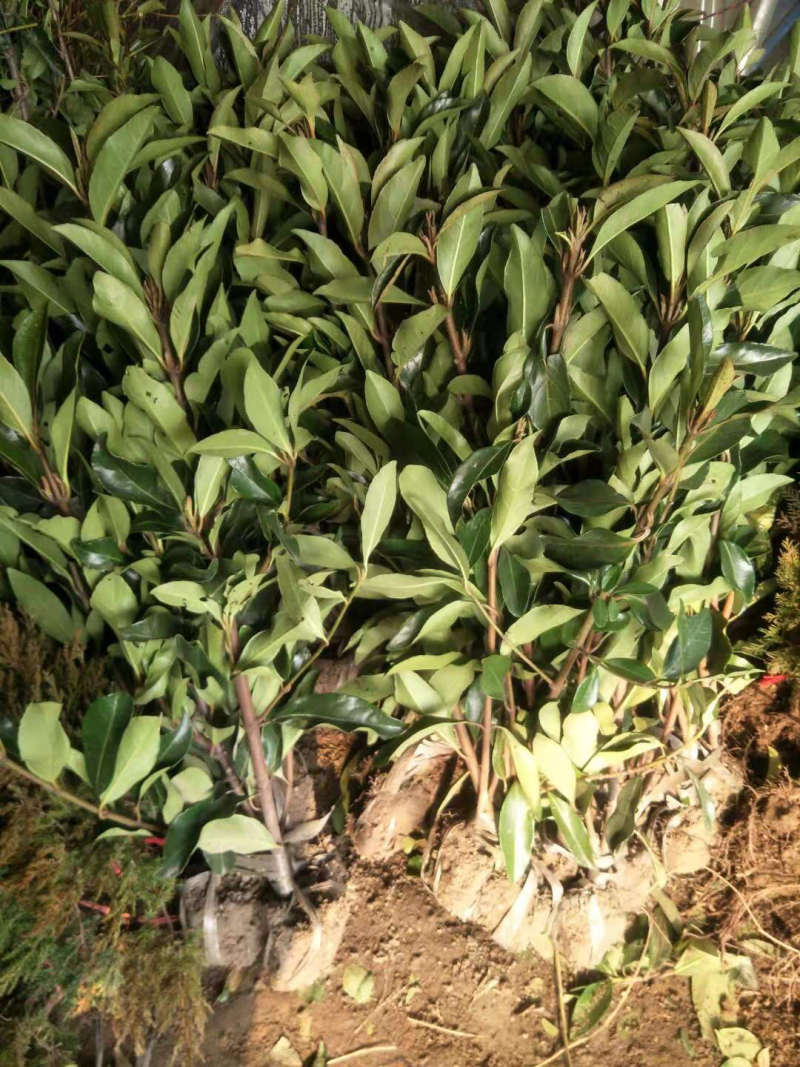 冬青苗10～20cm