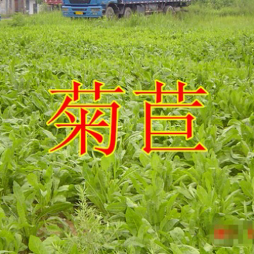 菊苣种子净籽营养价值高牧草3斤/亩