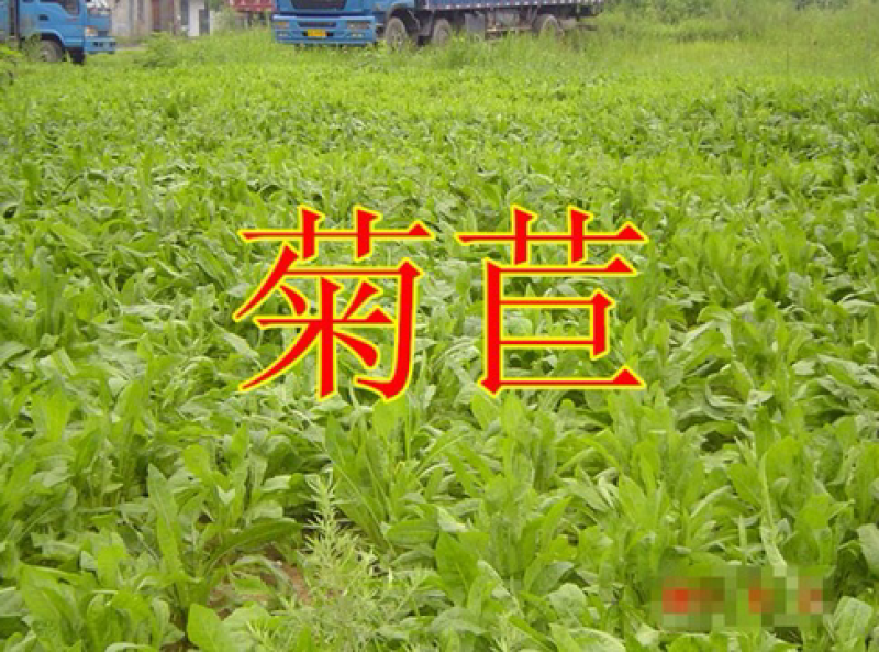 菊苣种子净籽营养价值高牧草4-5斤/亩