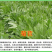 菊苣种子净籽营养价值高牧草4-5斤/亩