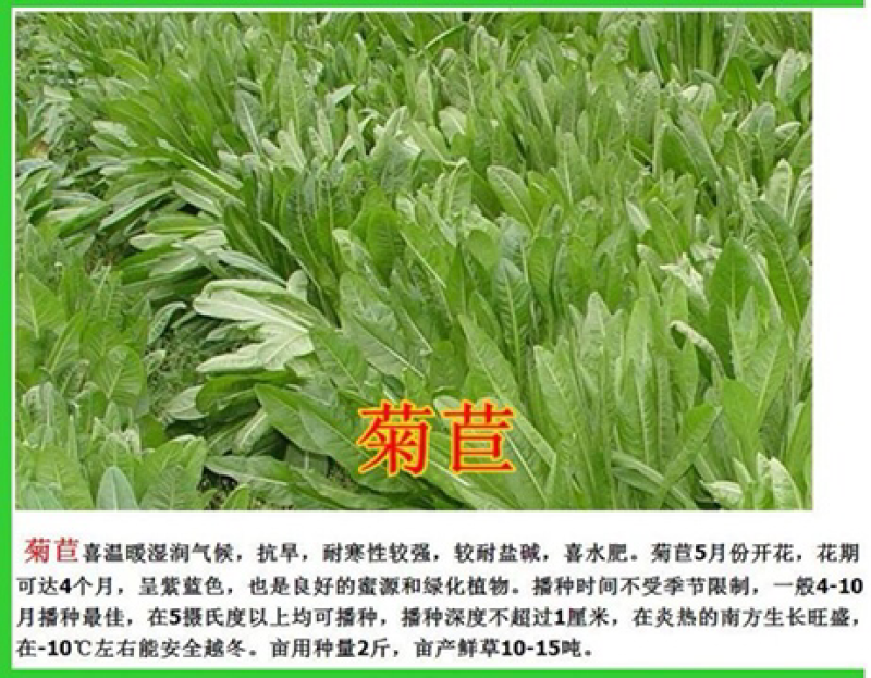 菊苣种子净籽营养价值高牧草4-5斤/亩