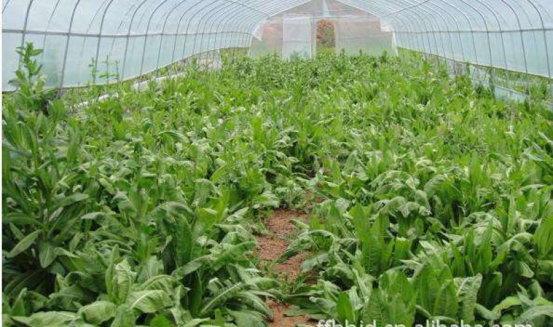 菊苣种子净籽营养价值高牧草4-5斤/亩