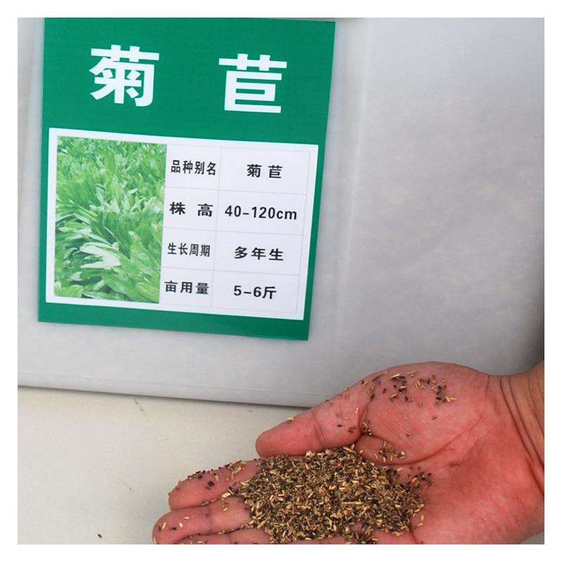 菊苣种子净籽营养价值高牧草4-5斤/亩