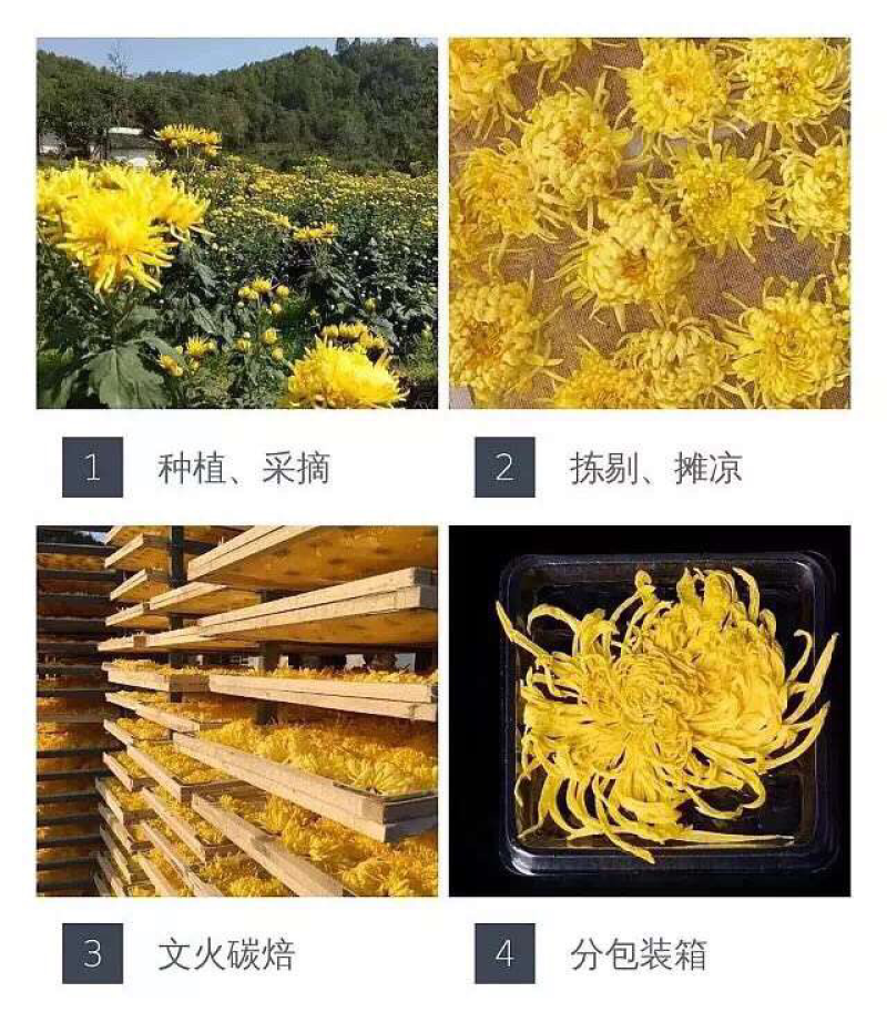 金丝黄菊