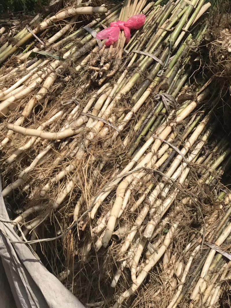 芦苇苗