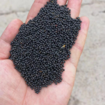 油菜籽出油率38.39油色金黄