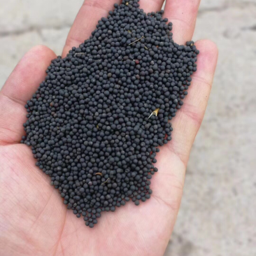油菜籽出油率38.39油色金黄