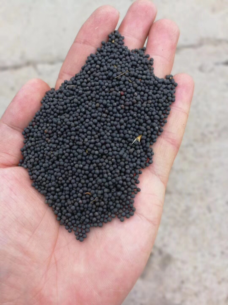 油菜籽出油率38.39油色金黄