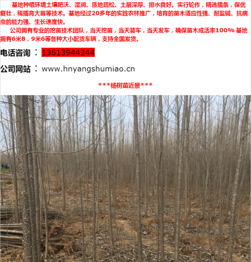 杨树苗杨树苗批发河南杨树苗基地直接批发，价格低