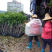 贵妃芒果苗，台农芒果苗，金煌芒果苗