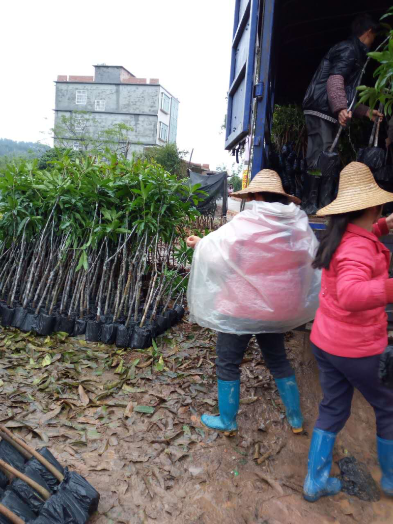 贵妃芒果苗，台农芒果苗，金煌芒果苗