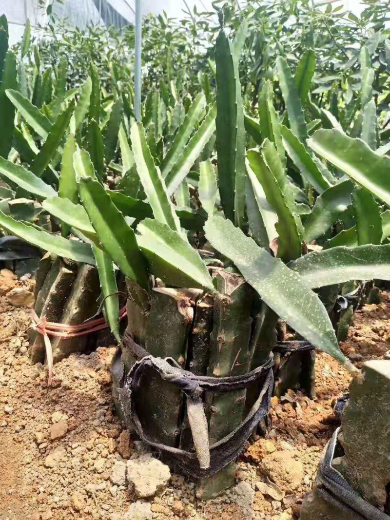金都1号红心火龙果苗，燕窝火龙果苗，当年种当年结果