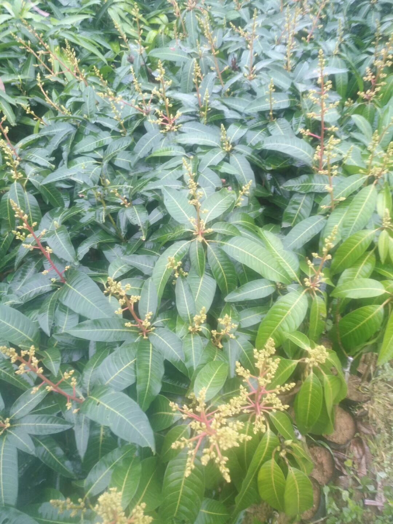 台农芒果苗，金煌芒果苗，四季芒果苗，贵妃芒果苗