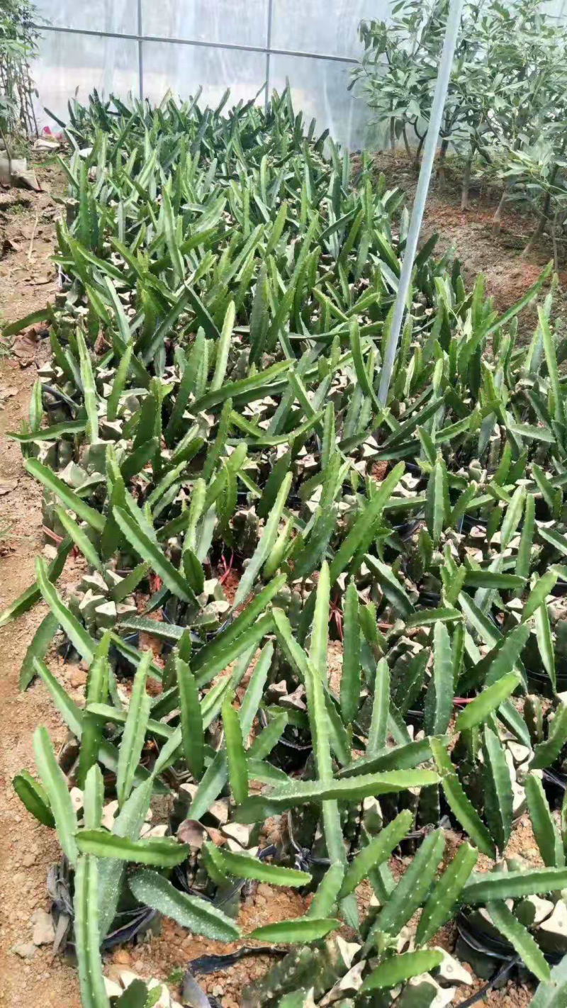 金都1号红心火龙果苗优质红心火龙果苗，红皮红肉