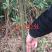 东魁杨梅苗黑炭杨梅苗三年苗1.5-2公分浙江台州
