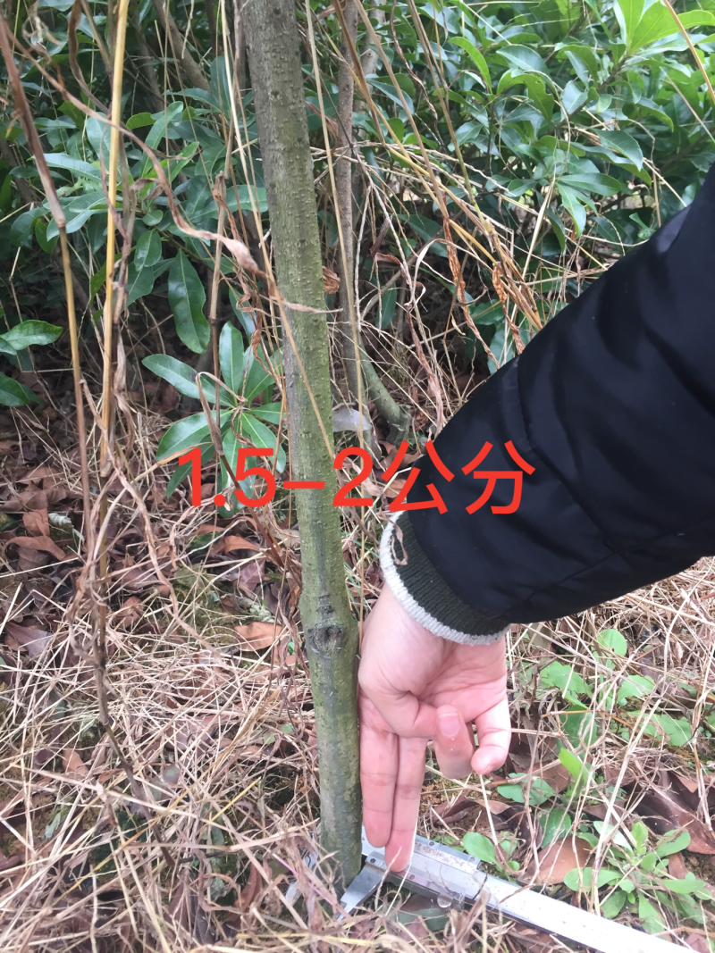 东魁杨梅苗黑炭杨梅苗三年苗1.5-2公分浙江台州