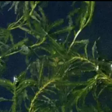 微山湖菹草、虾藻、虾草、麦黄草