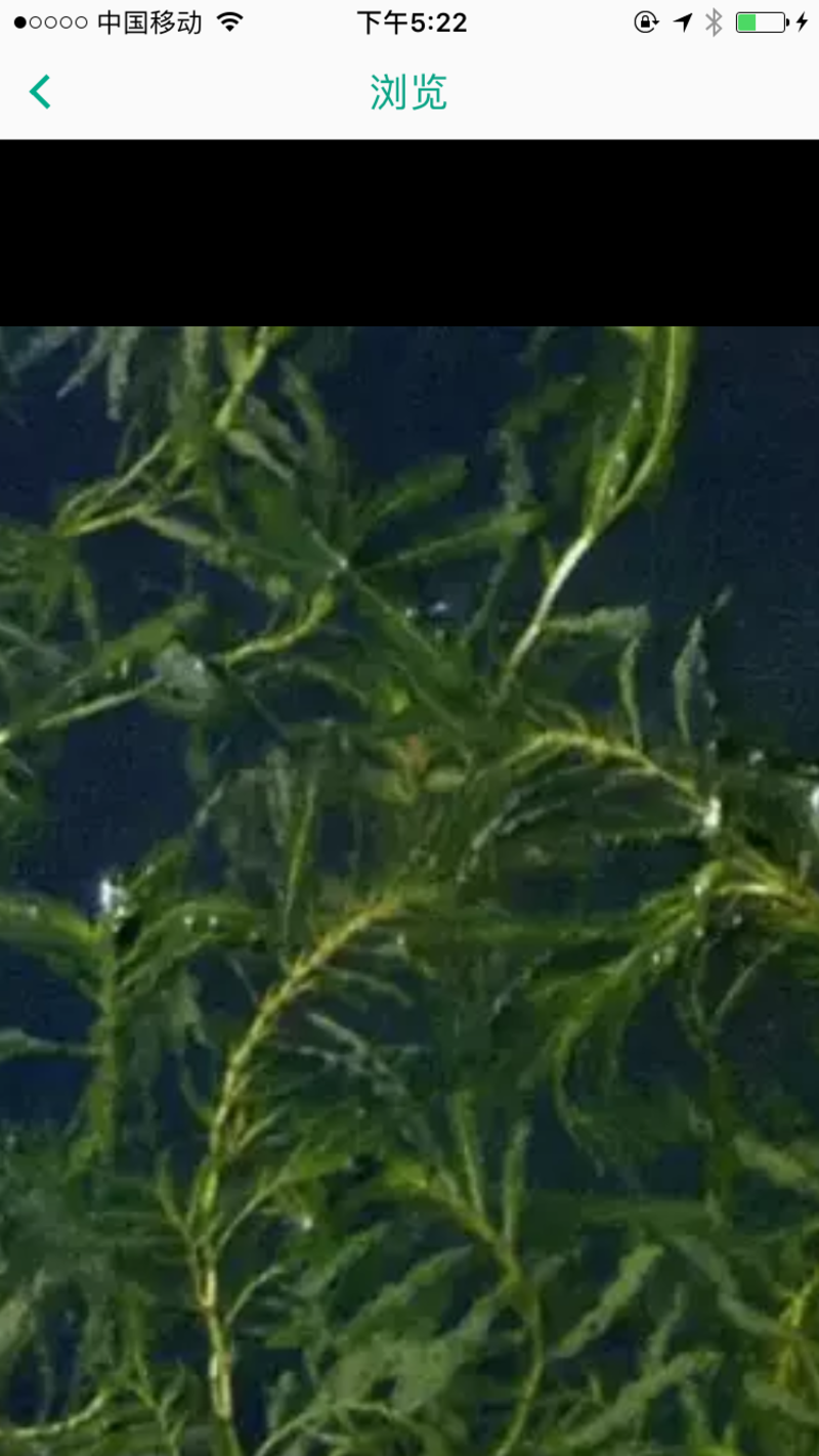 微山湖菹草、虾藻、虾草、麦黄草