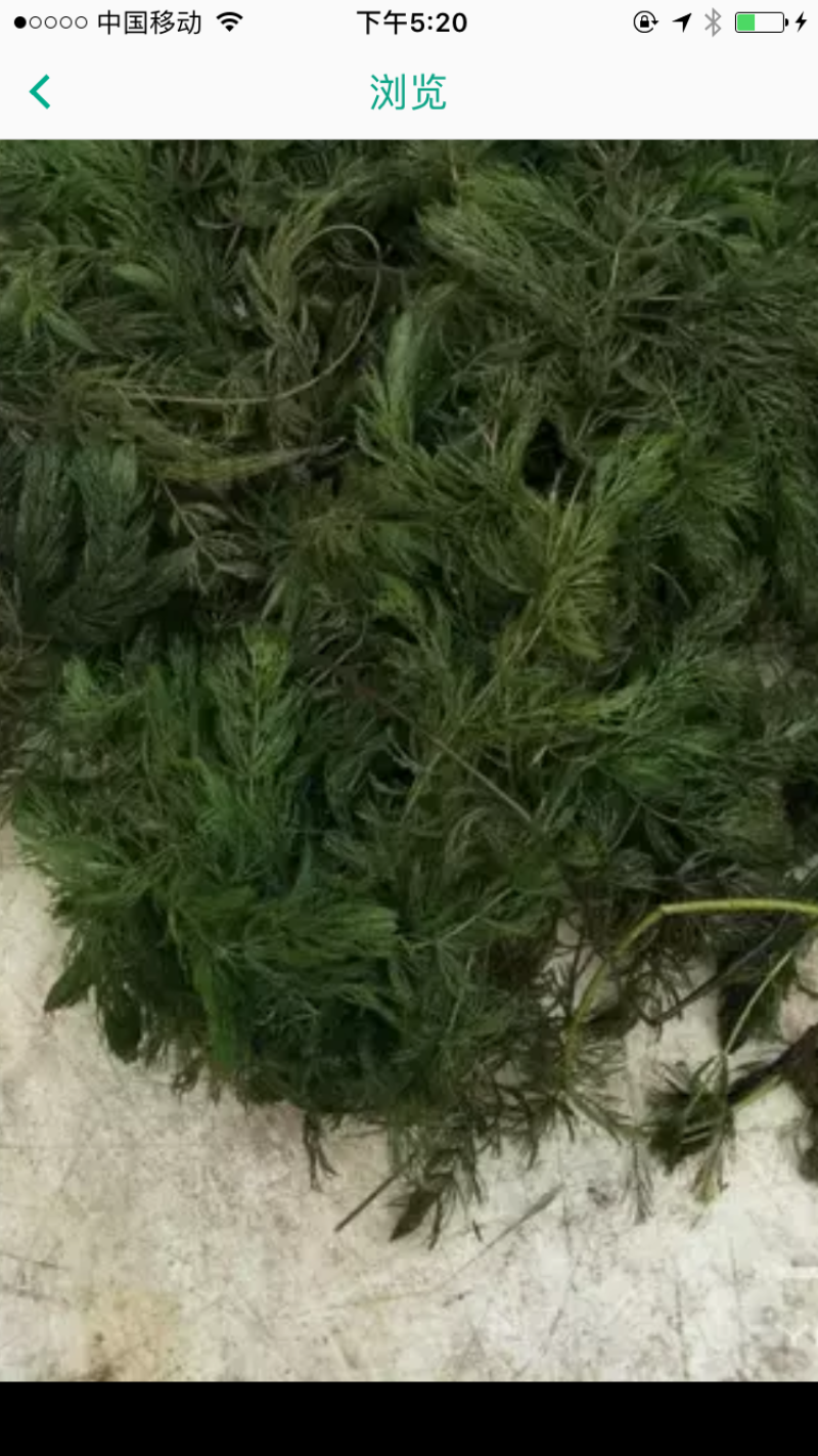 微山湖菹草、虾藻、虾草、麦黄草