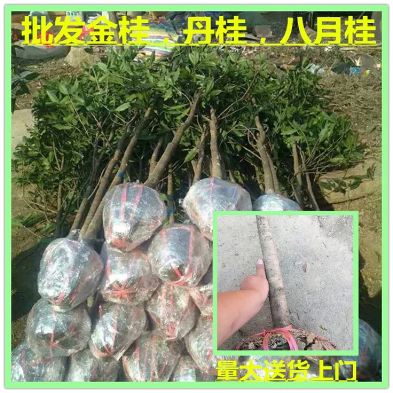 桂花树丹桂金桂状元红自家苗园自产自销现挖现发